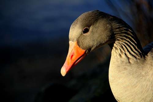 Greylag Goose Geese Animal Gander Bill