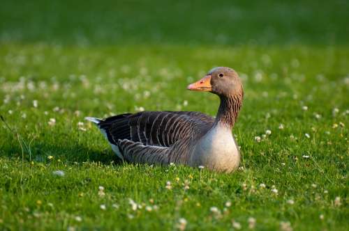 Greylag Goose Goose Anser Anser Field Goose Anser