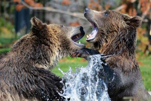 Grizzly Bears Playing Sparring Grizzlies Bear