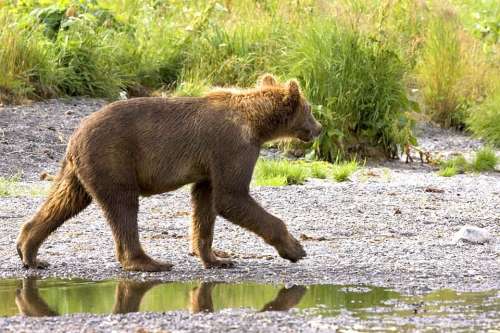 Grizzly Bear Cub Walking Stream Wildlife Predator
