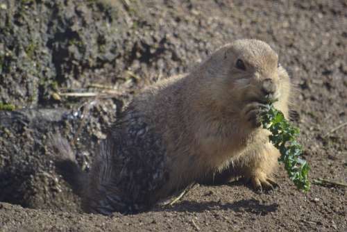 Groundhog Prairiedog Zoo Animal