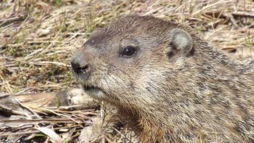 Groundhog Woodchuck Whistlepig Animal Rodent