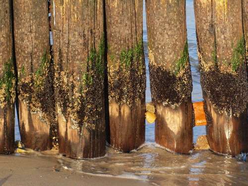 Groynes Coast Baltic Sea Breakwater Fouling