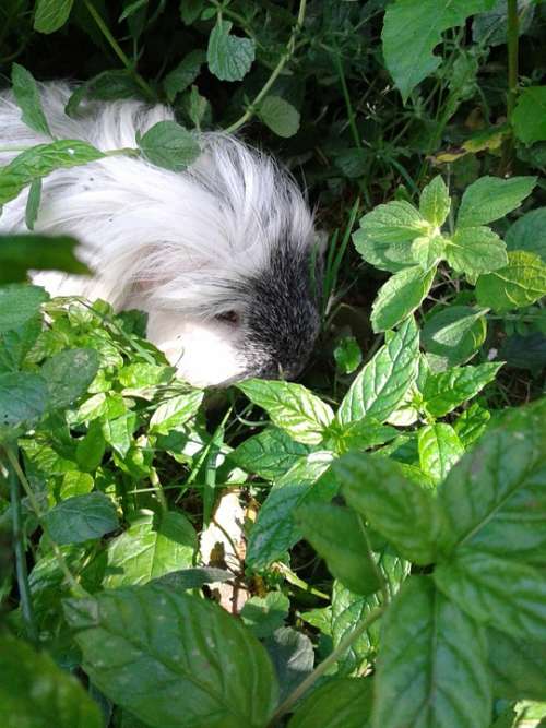 Guinea Pig Pet Hidden Grass Leaves Rodent Nager