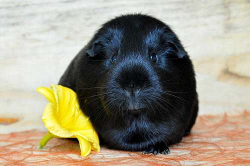 Guinea Pig Smooth Hair Black Rodent Animal Pet