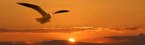 Gull Bird Flying Orange Sunset Sun Ease Freedom