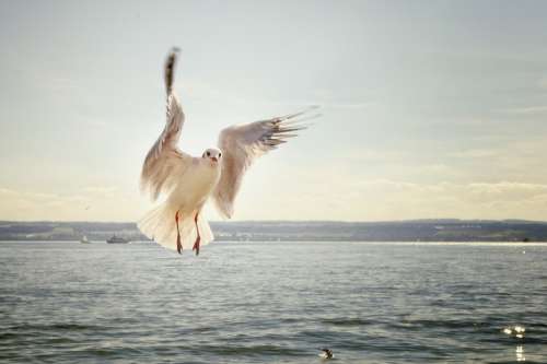 Gull Flight Flying Lake Lake Constance Bird