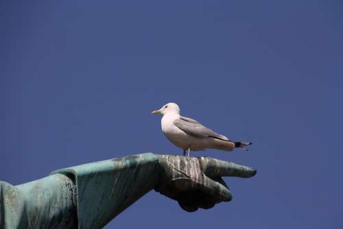 Gull Stockholm Summer Sky Scandinavia Travel