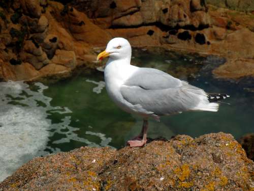 Gull Seevogel Gulls Sea Birds Sea Coast Rock