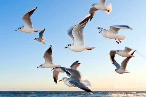 Gulls Bird Flying Sea Sky Water Water Bird