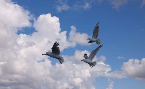 Gulls Birds Expensive Flying Natural Flight Wings