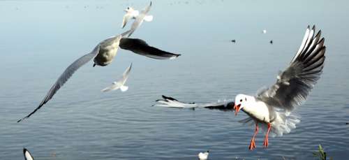 Gulls Bird Landing Flying Freedom Sky Lake