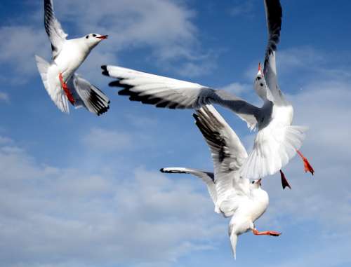 Gulls Fight Dispute Bird Flying Freedom Sky Lake
