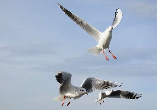 Gulls Bird Flying Freedom Sky Lake Feather Wing