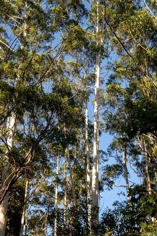 Gum Trees Eucalyptus Grandis Trees Rainforest