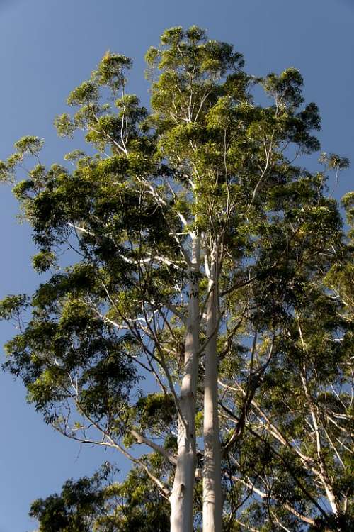 Gum Trees Eucalyptus Grandis Trees Rainforest