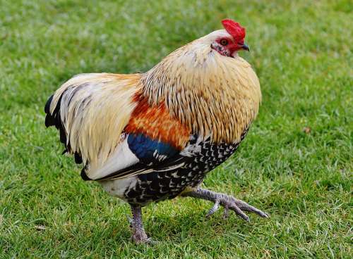 Hahn Pride Bill Beautiful Feather Nature Poultry