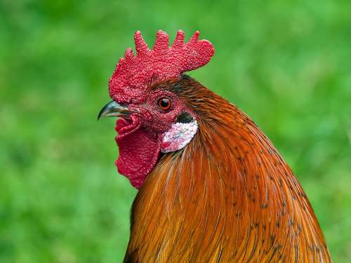 Hahn Animal Bird Cockscomb Poultry Male Fowl