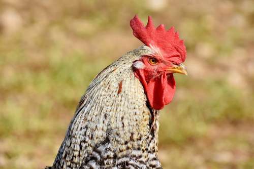 Hahn Rooster Head Poultry Cockscomb Chicken Gockel