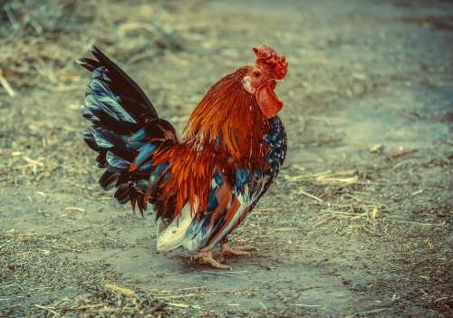 Hahn Plumage Gockel Poultry Farm Animal Male