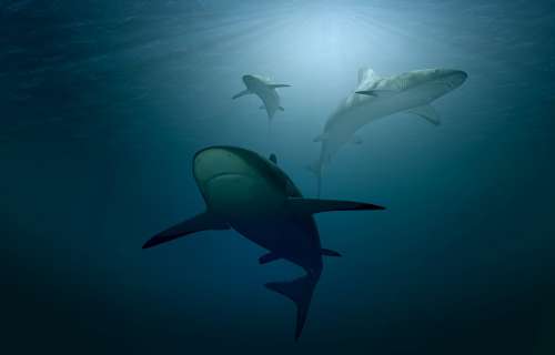 Hai Sharks Sea Ocean Water Underwater