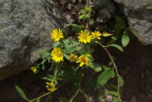 Hairy Falso Golden Aster Rocky Mountain National