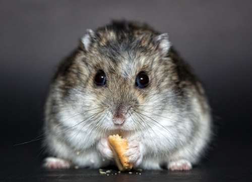 Hamster Rodent Dwarf Hamster Nager Dschungare