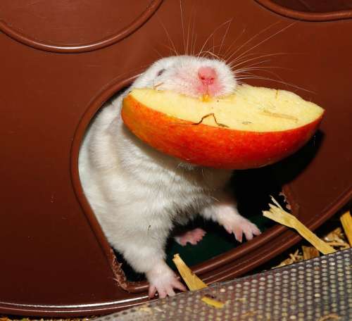 Hamster Eat Impeller Soft White Hunger Appetite