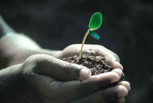Hands Macro Plant Soil Grow Life