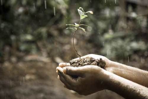 Hands Macro Nature Outdoors Plant Rain Soil Life