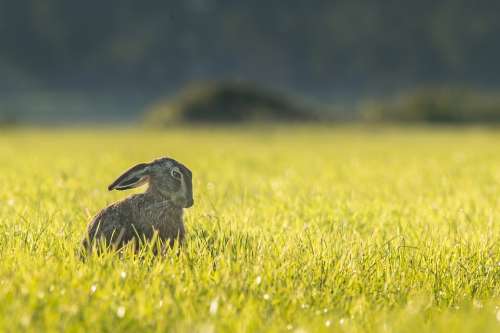 Hare Bunny Rabbit Animal Outdoors Meadow Wildlife