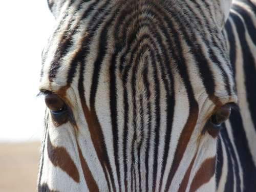 Hartmann'S Mountain Zebra Zebra Africa Stripes