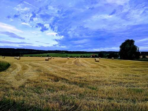 Harvest Summer Agriculture Cornfield
