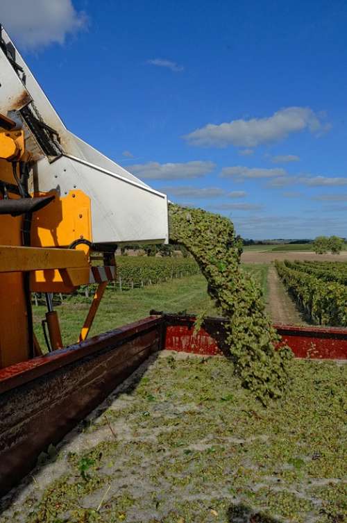 Harvest Vines Agriculture Viticulture