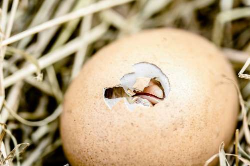 Hatching Chicks Egg Shell Break Bill Egg Poultry