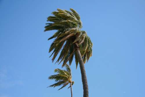 Hawaii Palm Wind Tree Nature Green Tropical