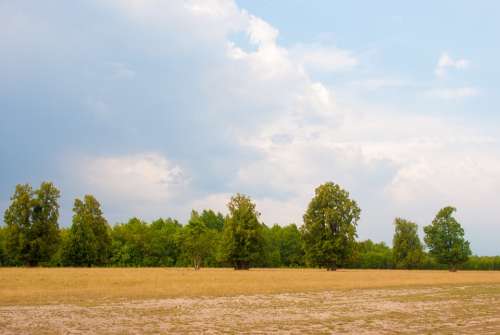 Hay Trees Summer Nature Field Countryside