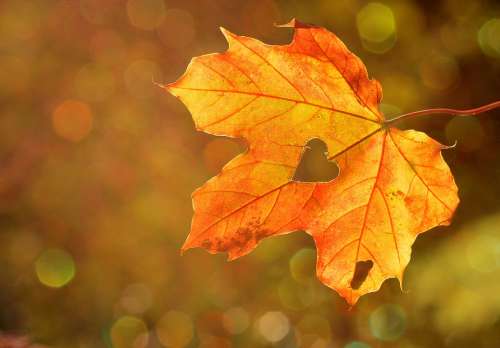 Heart Sweetheart Leaf Autumn Maple Bokeh Nature