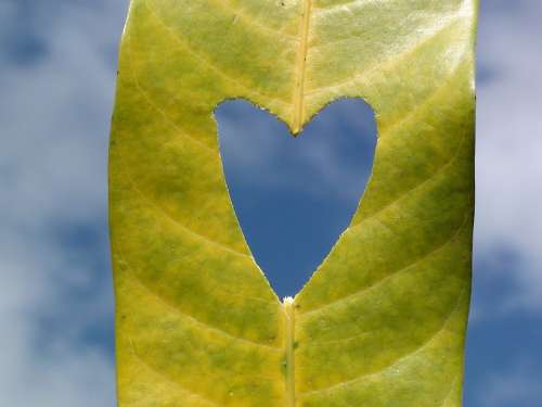Heart Leaf Love Nature Symbol Romantic Green Sky