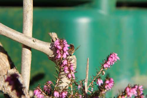 Heather Bee Insect Pollen