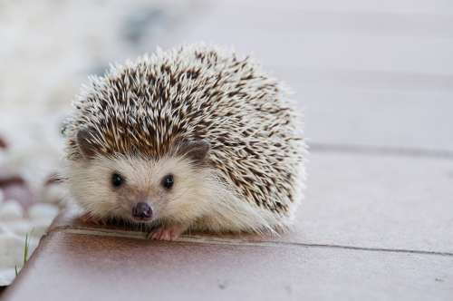 Hedgehog Cute Animal Little Nature Spikes Small