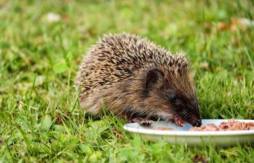 Hedgehog Animal Mammal Hannah Nager Rodent Meal