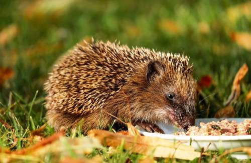 Hedgehog Animal Hannah Nager Rodent Meal Garden