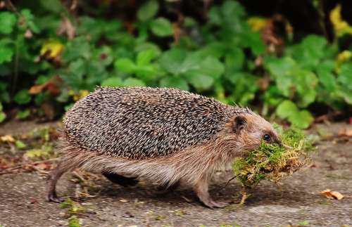 Hedgehog Animals Spur Cute Nature Animal World
