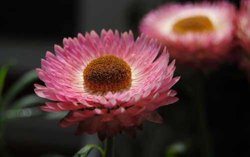 Helichrysum Strawflower Flowers Pink Plants
