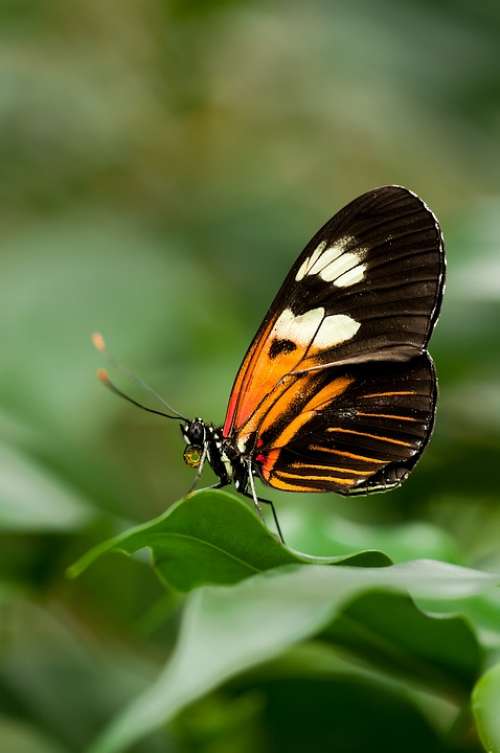 Heliconius Butterfly Melpomene Exotic