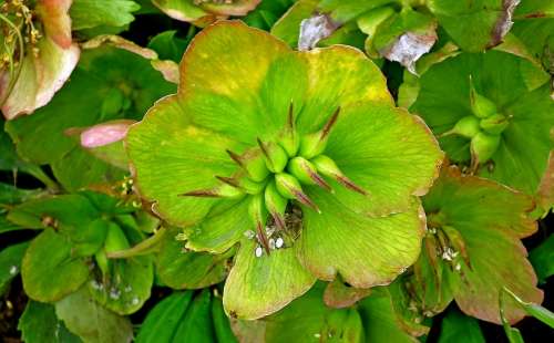 Hellebore Flower Seeds Garden Spring Nature Green