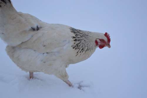 Hen Snow Low Court Winter Traces