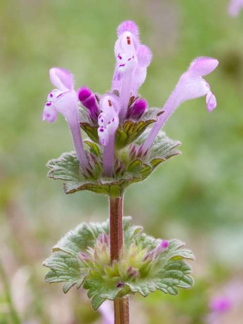 Henbit Deadnettle Plant Wild Flower Outdoor