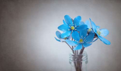 Hepatica Blue Flower Blue Flower Flowers Tender